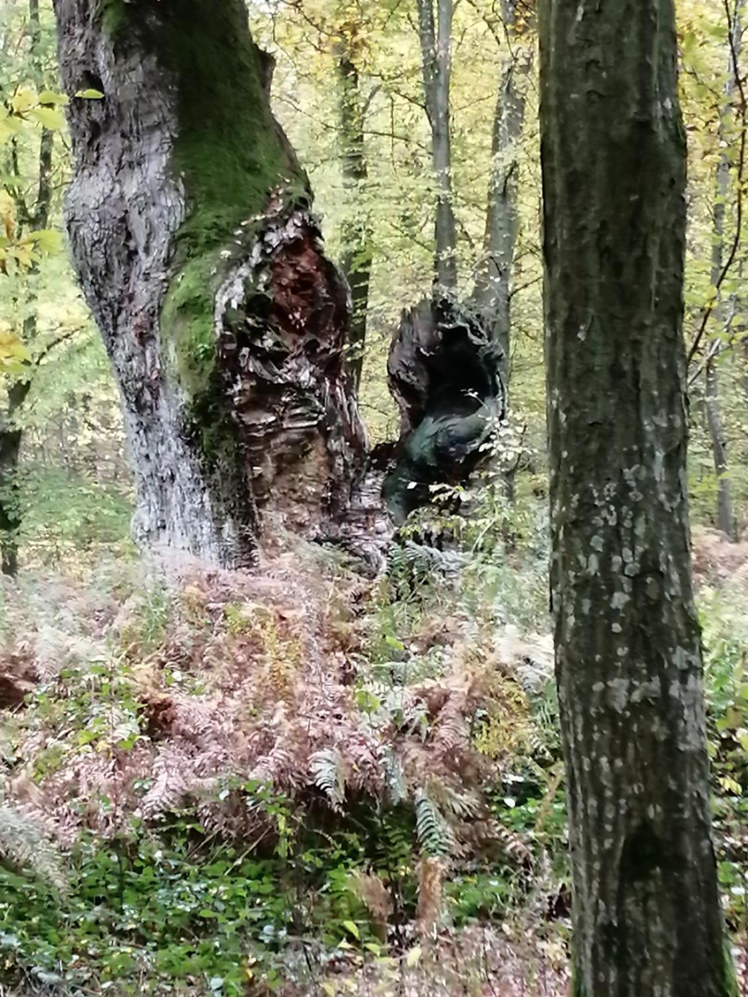 Ma Gentilhommiere Panzió Croutoy Kültér fotó